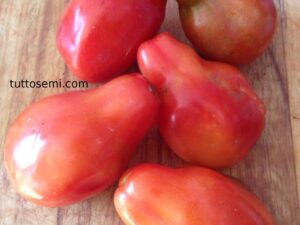 Pomodoro Ludvig XVII semi