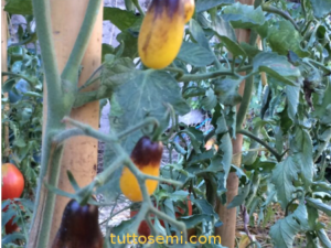 Pomodoro Indigo pearl Drops semi