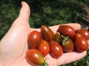 Pomodoro Perino Cioccolato