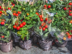Pomodoro Perla del Giardino da vaso semi