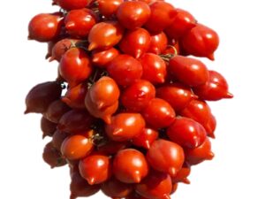 Pomodoro Piennolo del vesuvio di Agerola semi