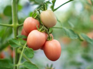 Pomodoro Rosa della Tailandia semi