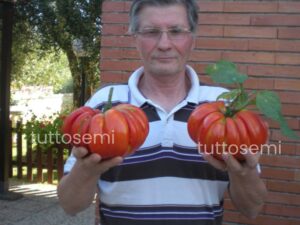 Pomodoro Gigante Buono di Alessandro da gara semi