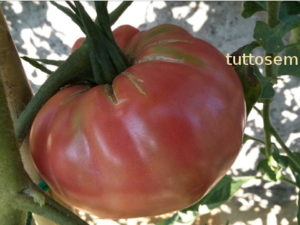 Pomodoro Rosa di Sorrento semi