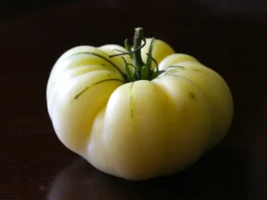 grwh1 Pomodoro Great White semi