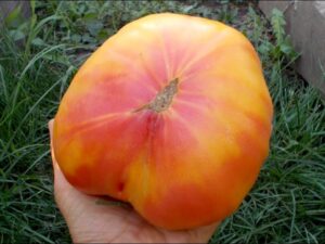 Pomodoro Big Rainbow semi