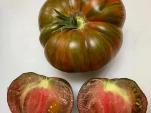 Pomodoro Chocolate Stripe semi