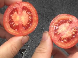 posi Pomodoro Siberiano semi