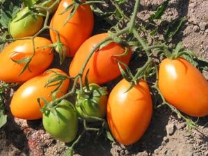 toro Pomodoro Roma Arancio semi